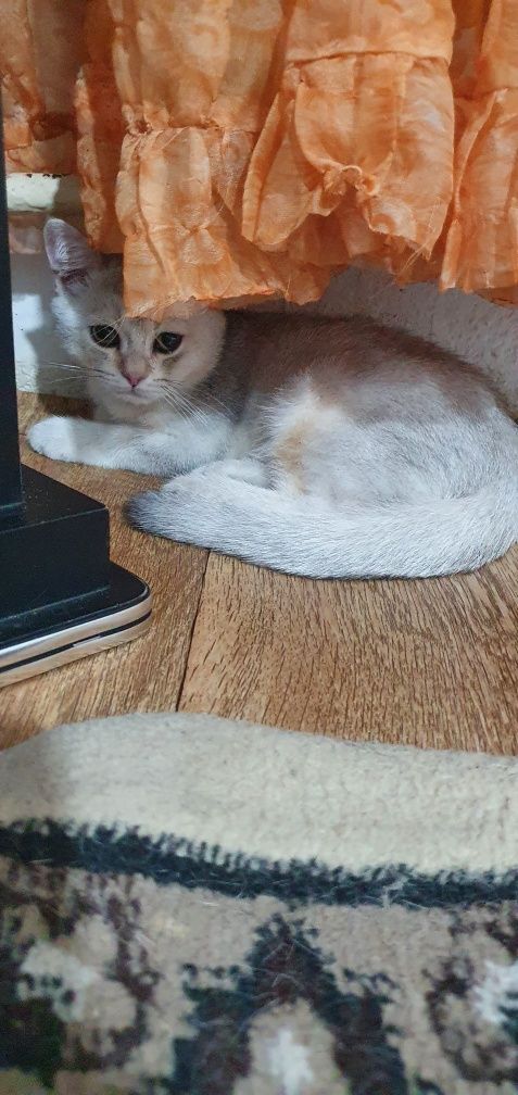 Котята 4 месяц 1 мальчик, 1девочка продаётся