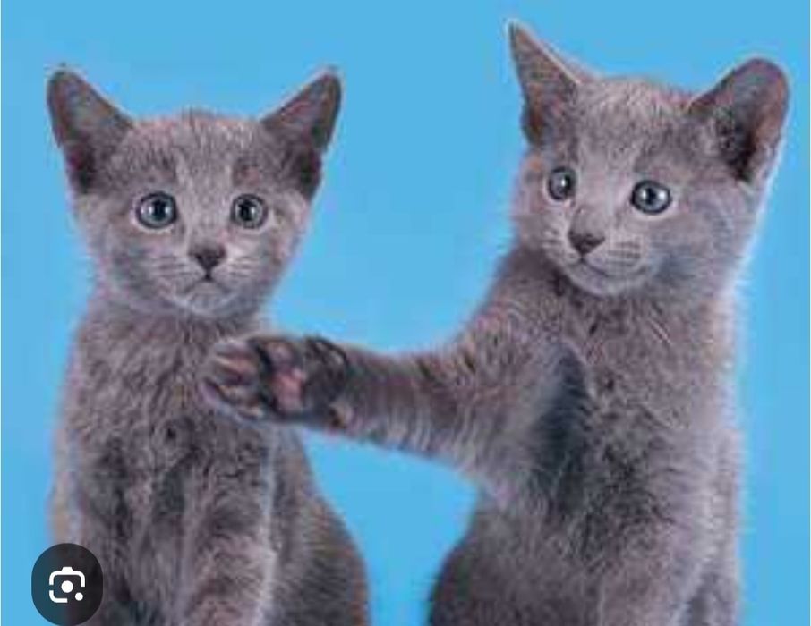 Котятам нужен дом. Мальчики.2,5 месяца.