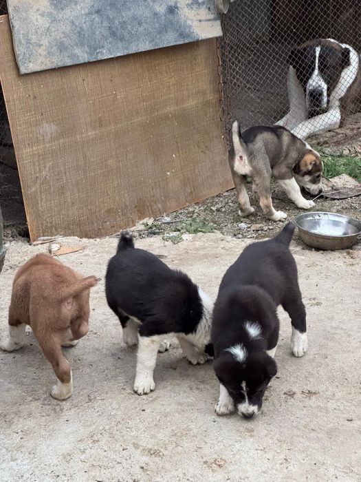 Продам щенков алабая