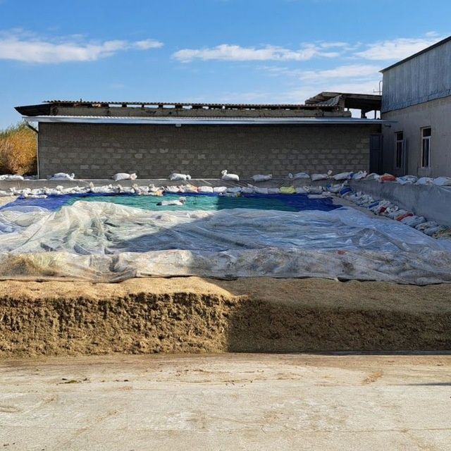 Silos sotiladi kg 1200 so'm