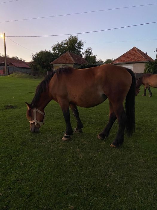 vând iapă semigreu de 5 ani