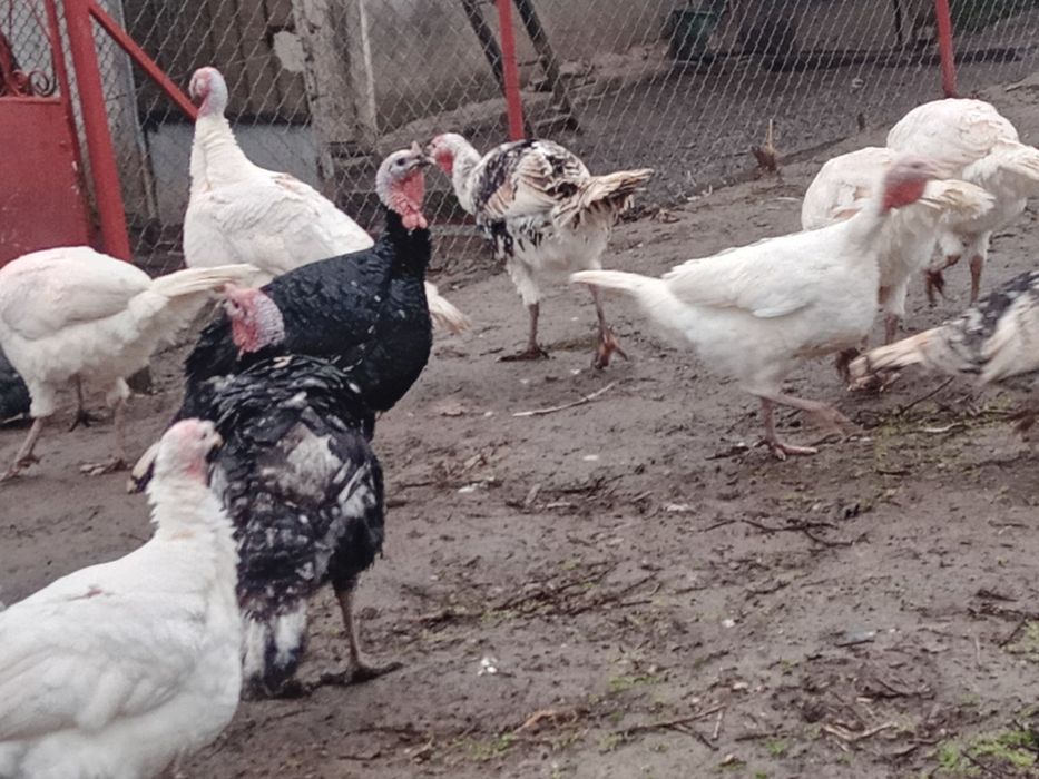 Vand curcanii 3 bucati