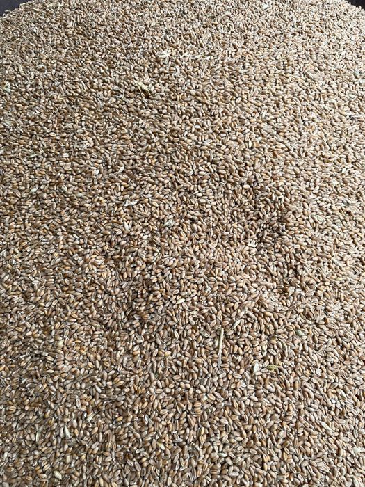 Vând grâu de calitate superioara