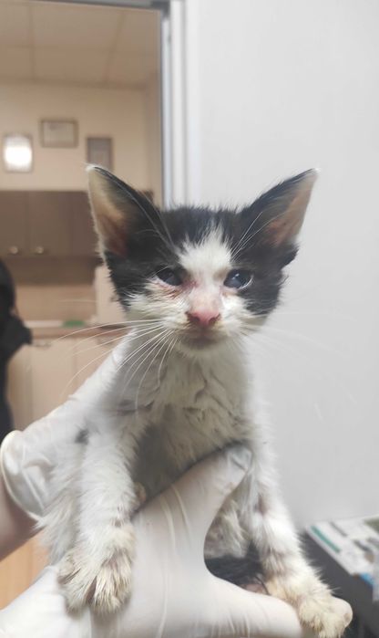 2-месечно момченце търси дом!