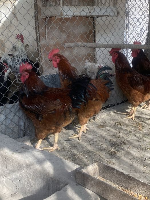 Петухи корейской породы