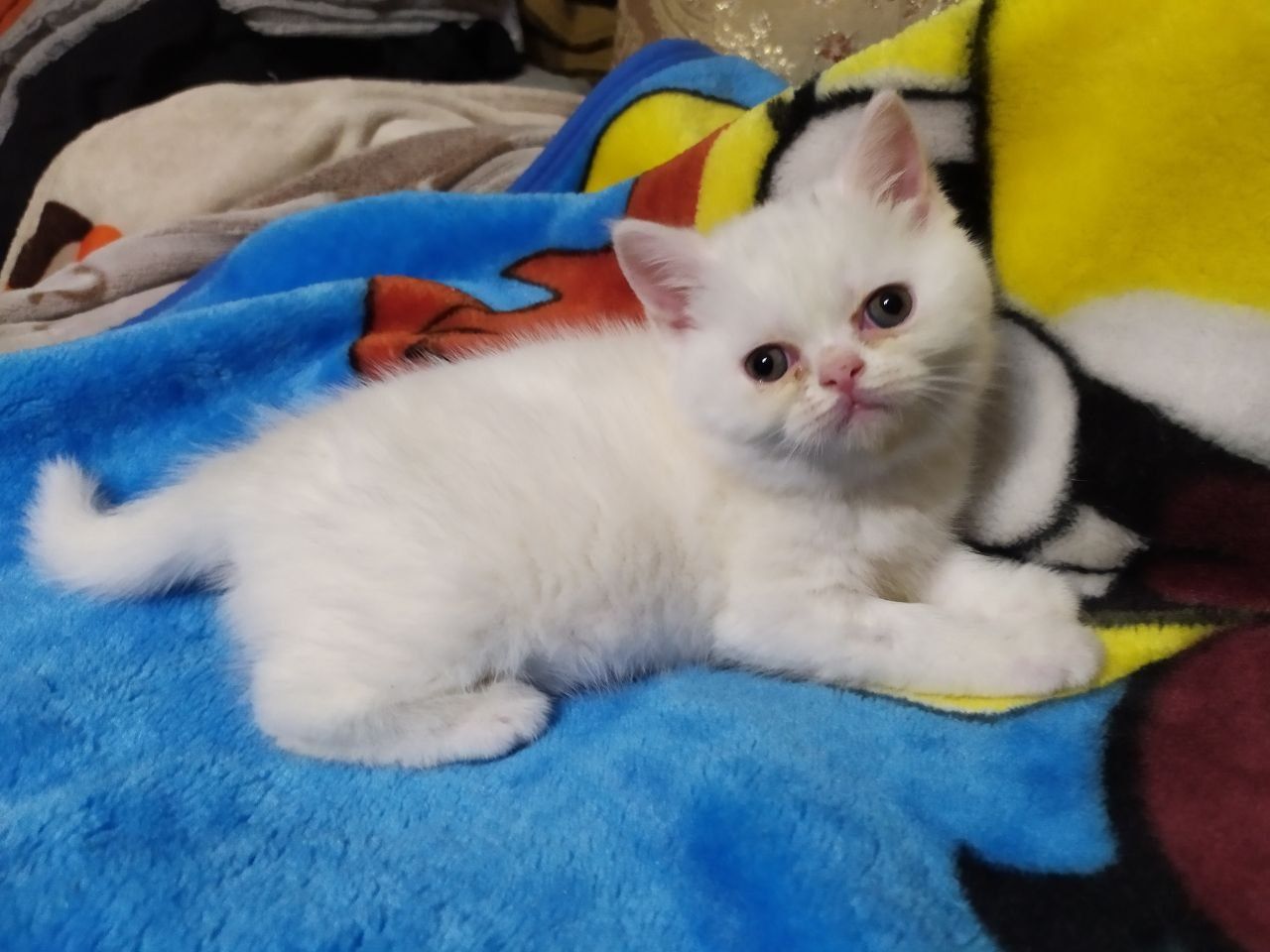 Продаются котята Экзоты и Мачкин