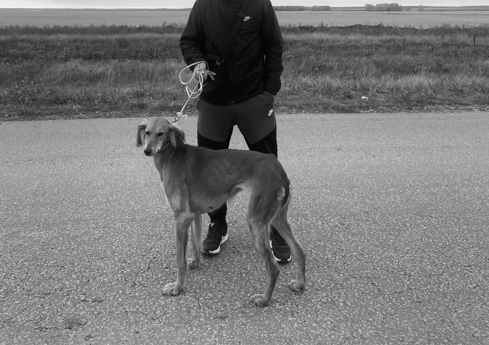 Тазы каншык сатылады