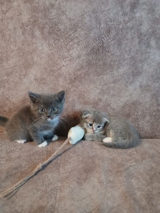 Продам пародистых котят, 1.5 мес