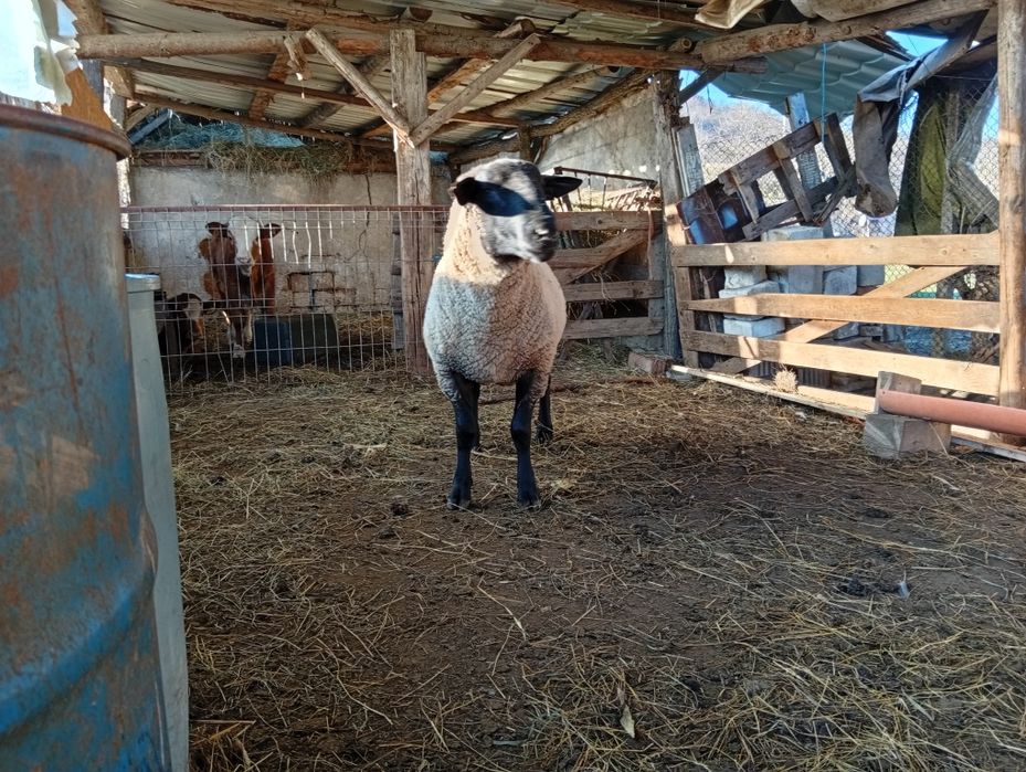 Vând berbec suffolk