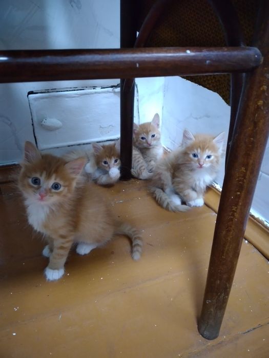 Отдам котят (девочки)