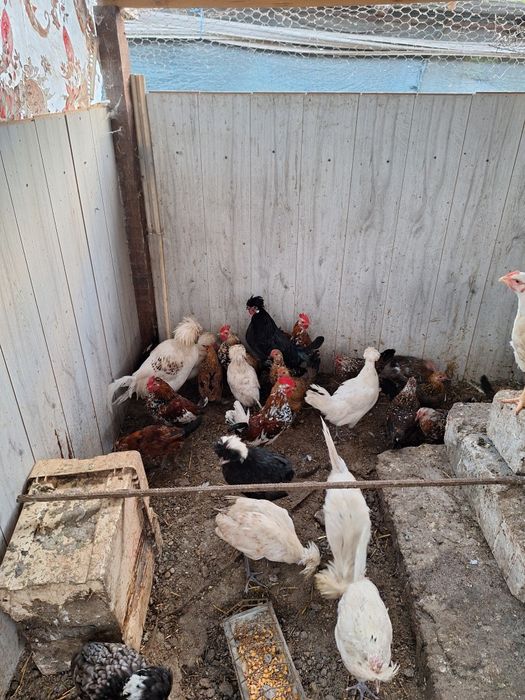 Gainusi pitice si motate