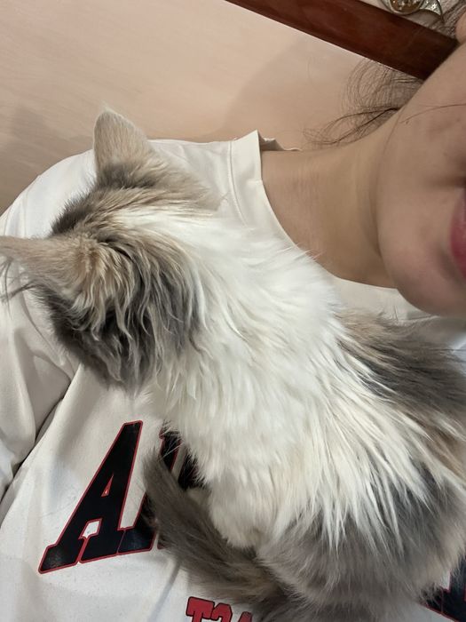 котенок даром,в хорошие руки