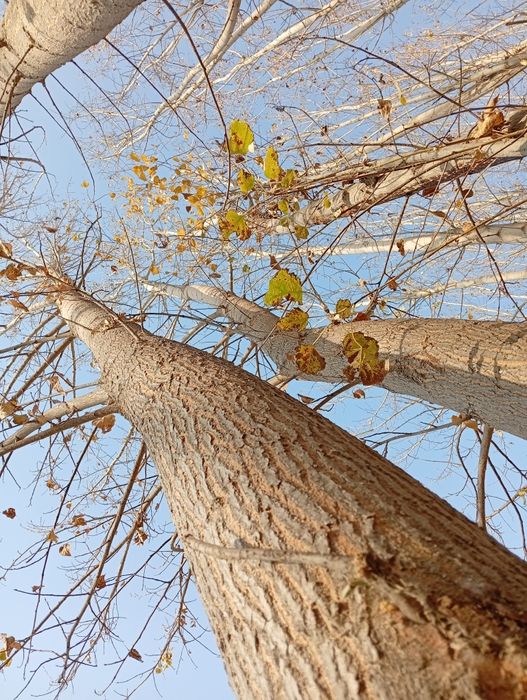 Terak yogʻochi sotiladi