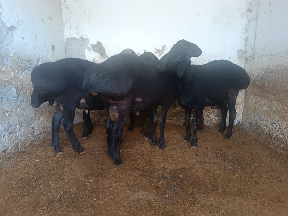 Qoʻchqorlar 5 ta