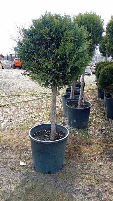 Tuia smarald pon pon spirale