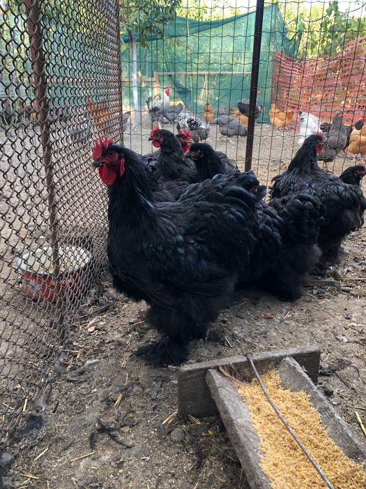Vand cochinchina urias negru