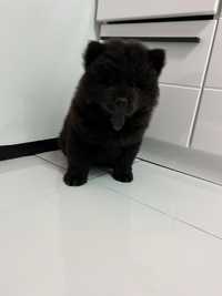 Chow chow pui negru