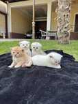 Котята Скоттиш фолд шиншила