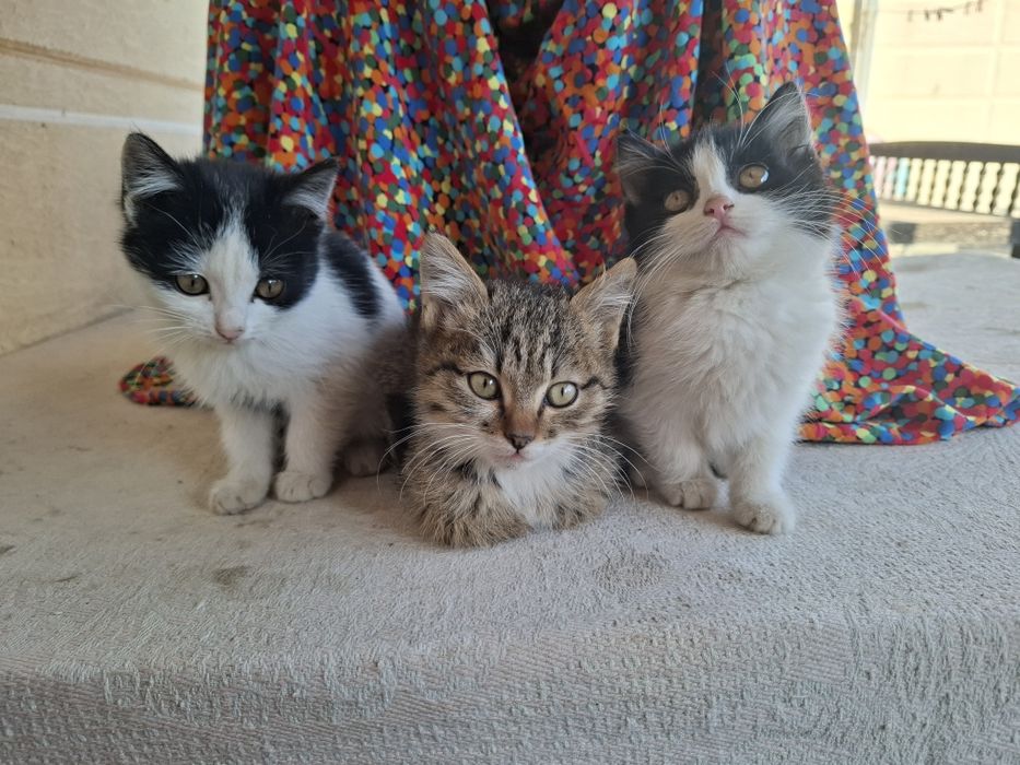 Пышыклар бар. Жаксы карайтугын адамлар болса хабарласын.