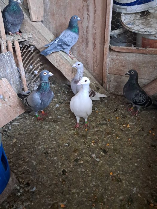 Porumbei voiajori  zburati cu asociația