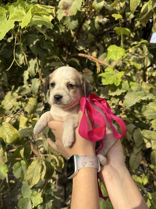 Отдаем даром/бесплатно щенков в добрые руки