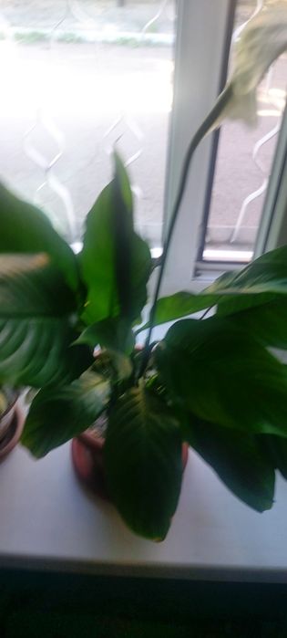 Спатифиллюм Уоллиса за 3000т