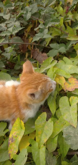 Отдам рыже-белого котёнка в добрые руки — мальчик, ласковый и игривый