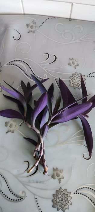 Отростки традисканции фиолетовой, кактусы,пеперомии