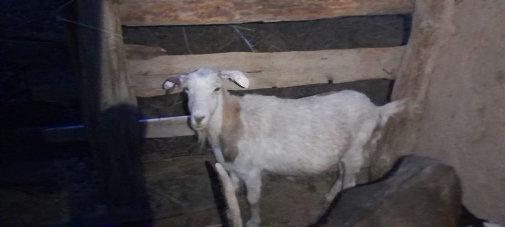 Ешким сатылады 40000