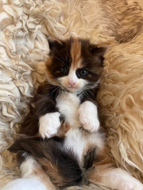 Mushukca sotiladi parodalik sibirskiy 2 oylik