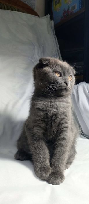 Котята порода "Британская коро короткошёрстная,,