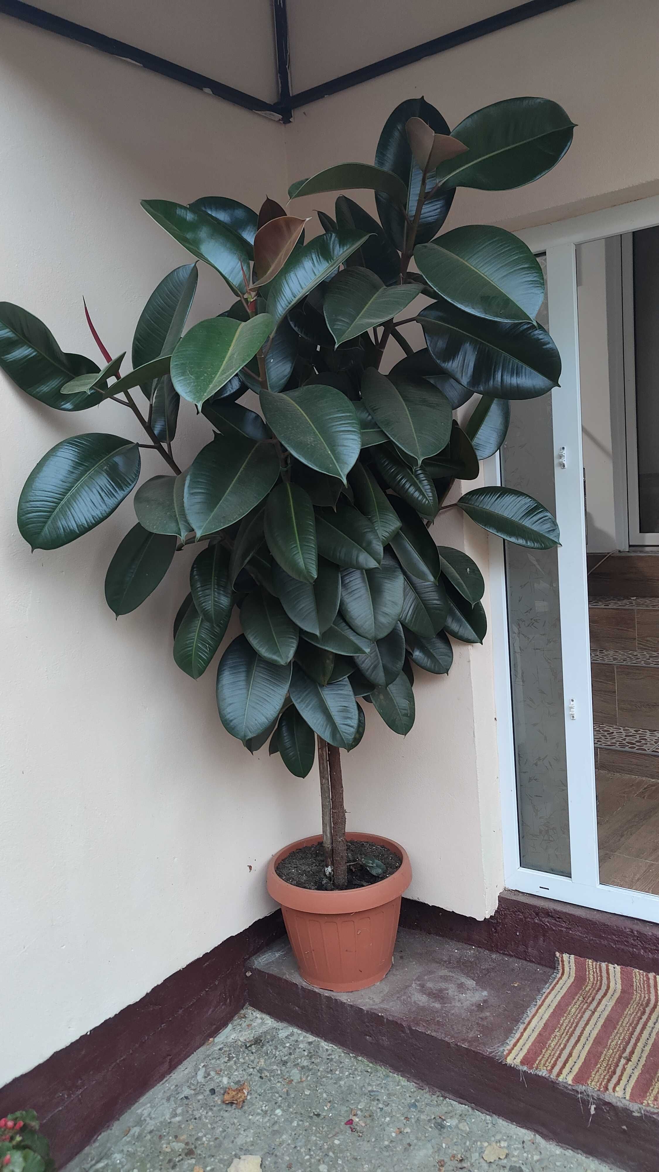 Floare de ficus foarte frumoasa