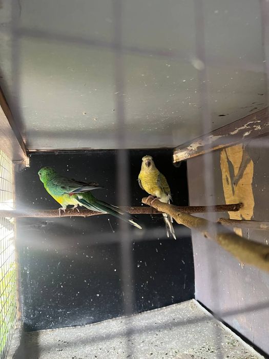 Певчий папугай пара