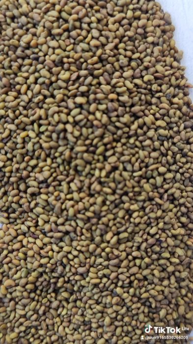 Тазаланып магниттелген жонышка тукымы.Семена люцерны.