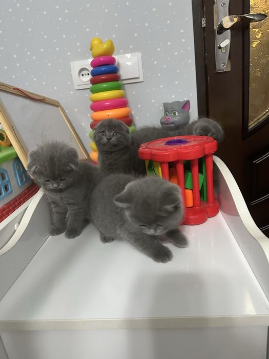 Продаются котята