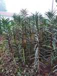 plante inpotriva cartelor bio