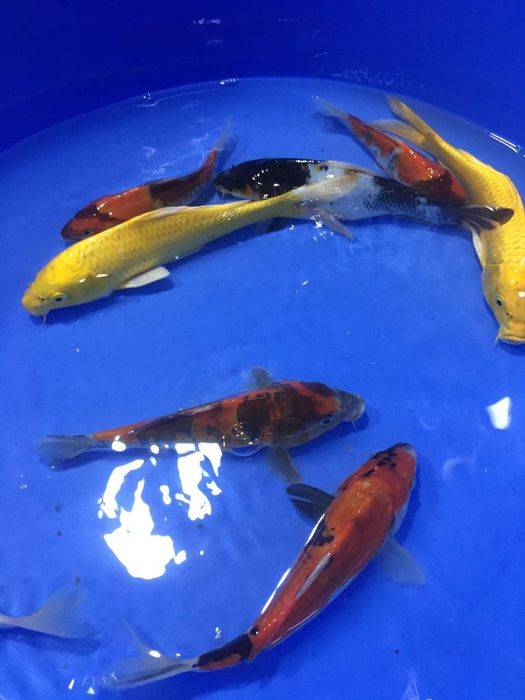 Рыбки для пруда ховуз учун баликлар коя кои