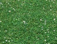 Trifoi alb gazonabil (microclover) 0.5 kg
