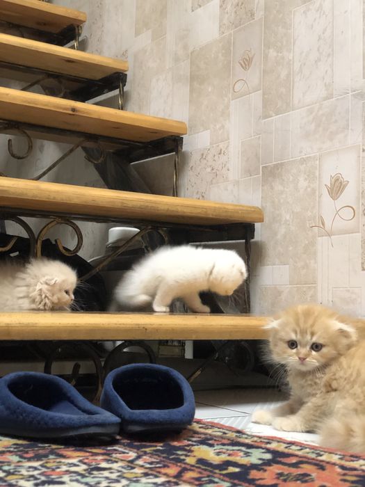 Продается котята sotilad mushu bolachalari