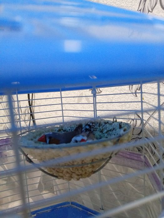 Продам амадинки пара