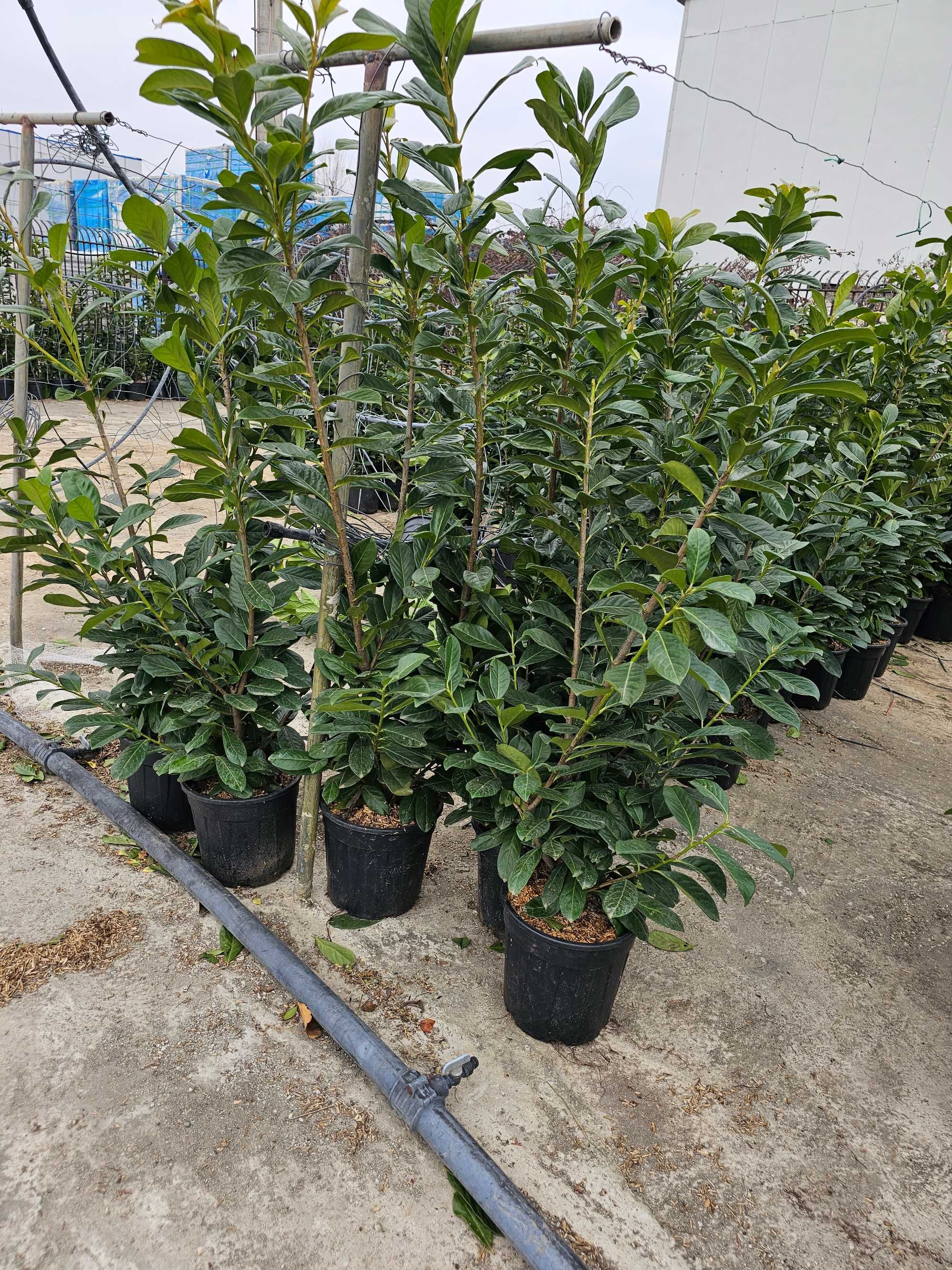 Laur englezesc lelandy photinia