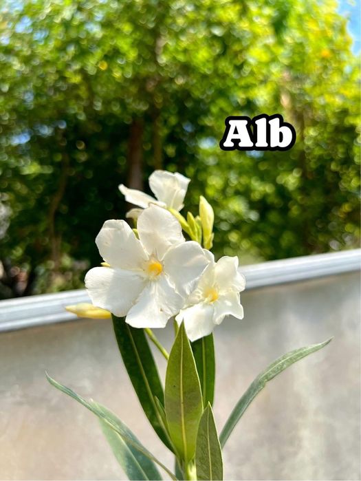 Leandru 20-40cm 20 lei