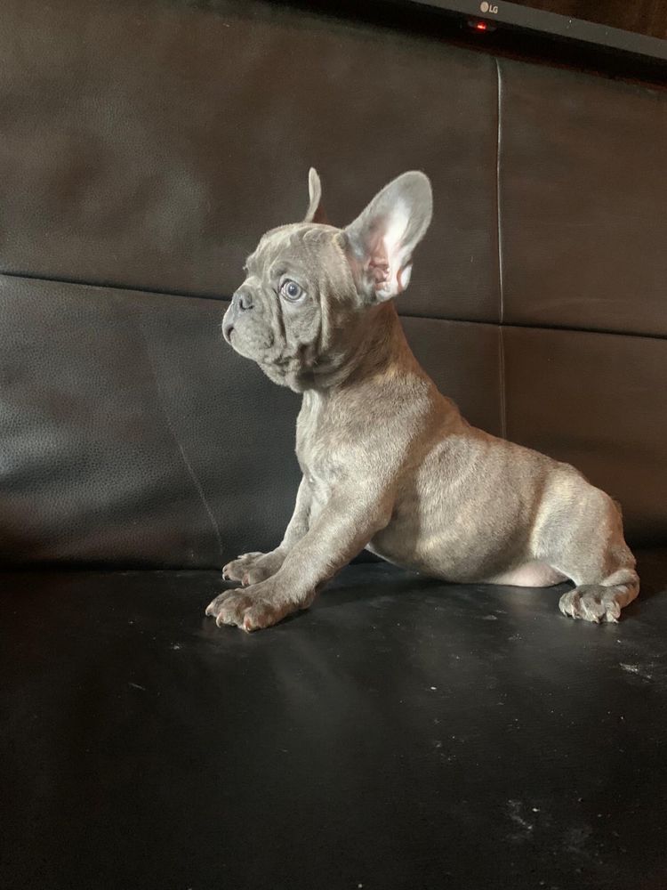 Bulldog Francez blue mascul