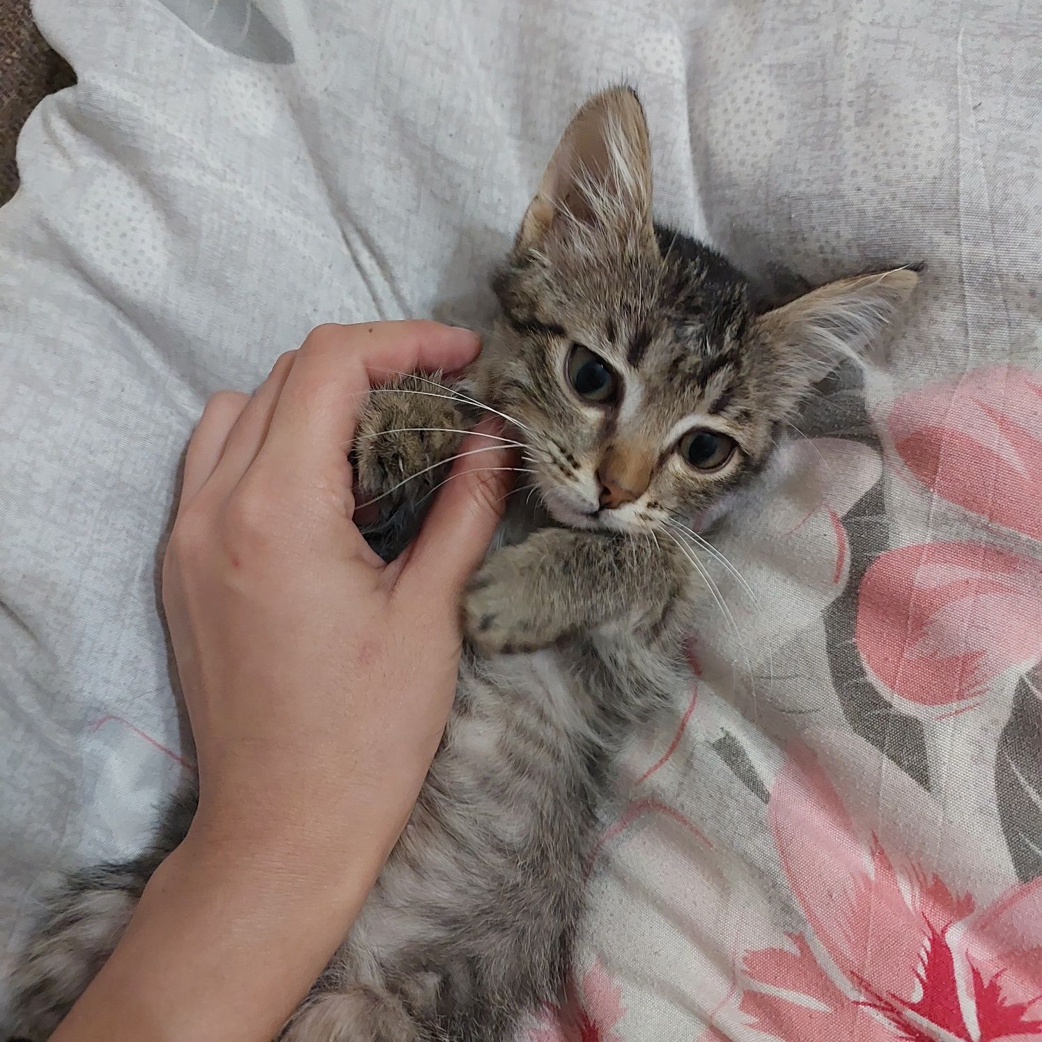Кошка Бесплатно.
