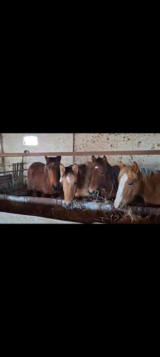 Құлынды бие, ат, жабағы сатылады