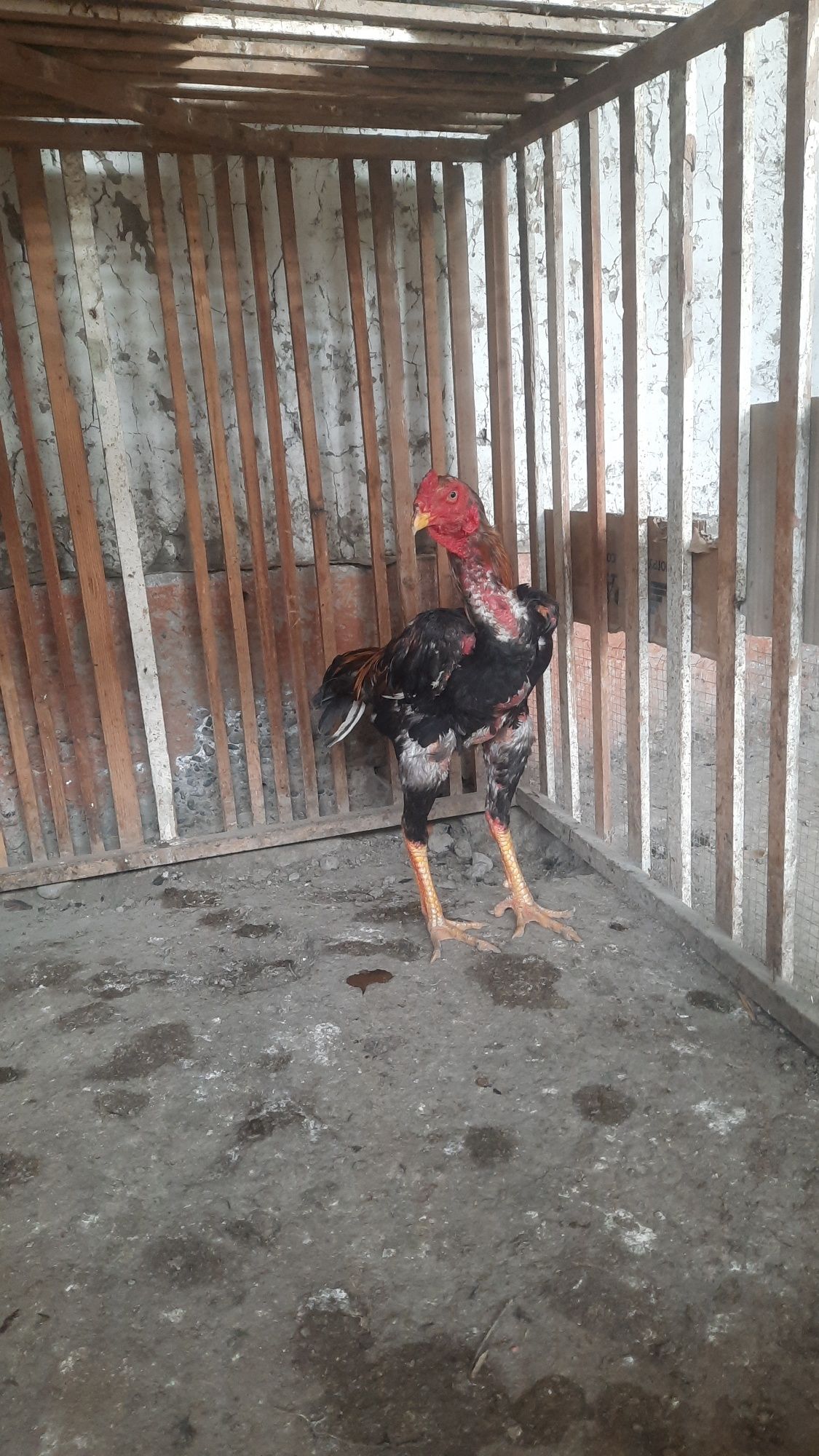 Dakang xoroz sotiladi.
