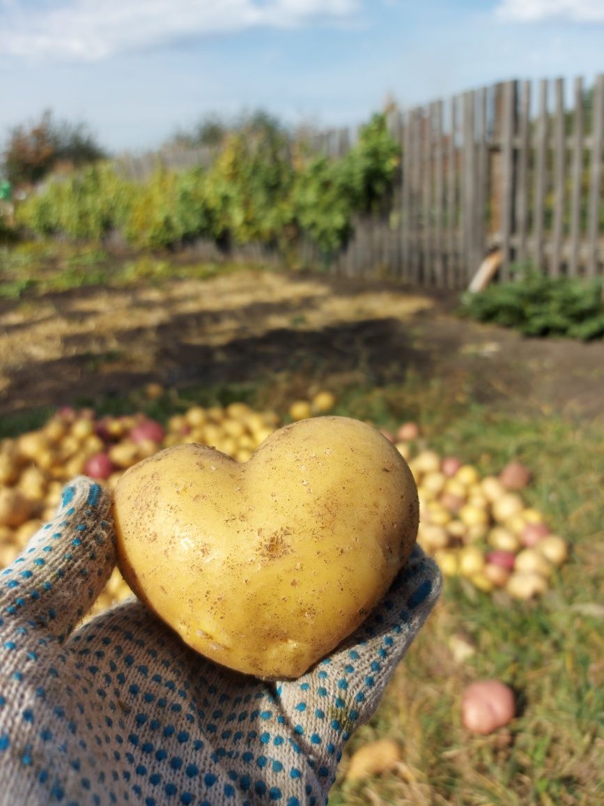 Продам дачу
Новопавловка, с/т "Лада" 3 соток