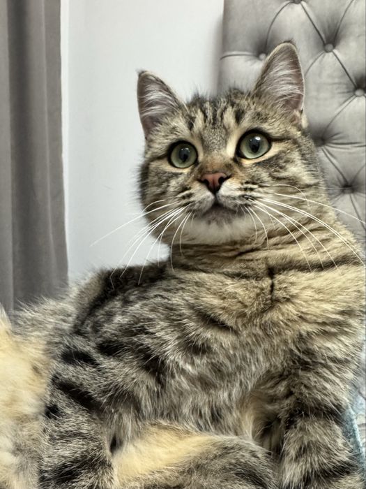 Котика в добрые руки