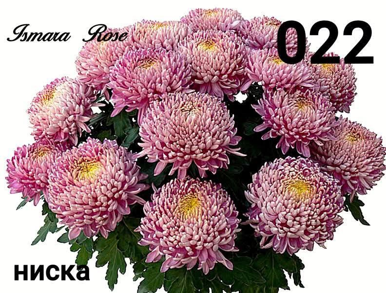 Хризантеми -7лв.бр.