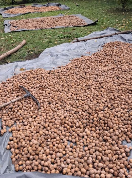 Avem nuci de vânzare de anul acesta 6 Lei kilogramul